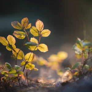 high_end_nature_photography_captured_with_a_full_frame (1)