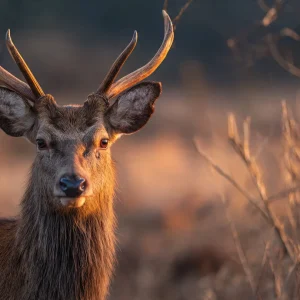 high_end_nature_photography_captured_with_a_full_frame